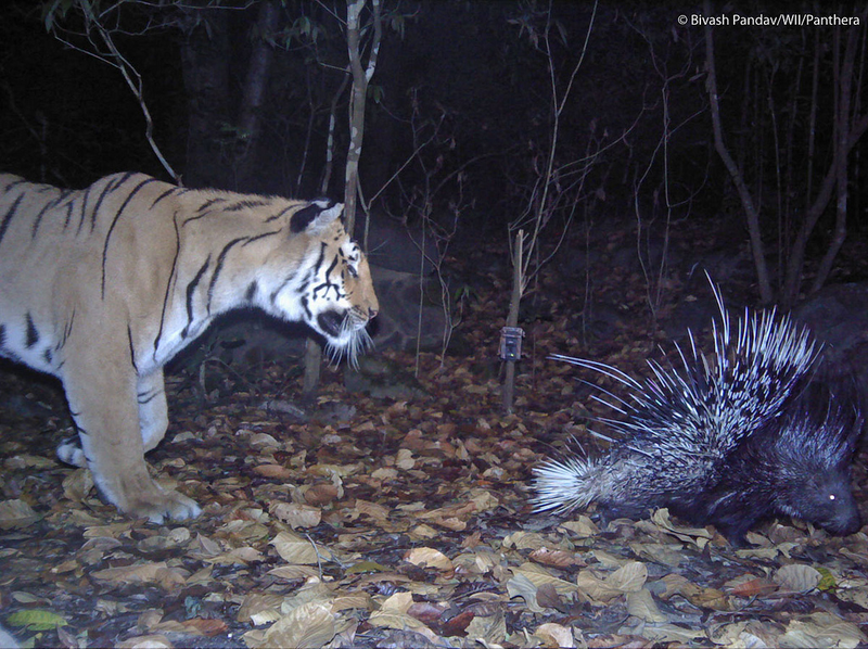 Illustration for article titled The Very Best Camera Trap Photography